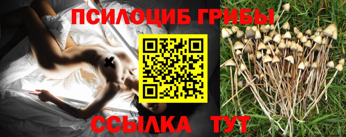 Псилоцибиновые грибы Psilocybine cubensis Гудермес